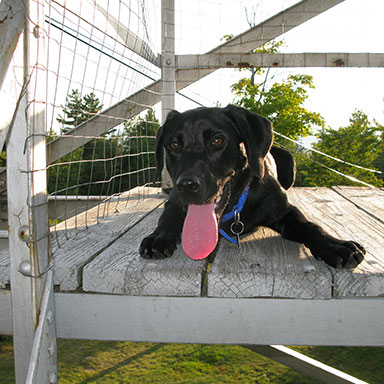 a friendly dog in a park