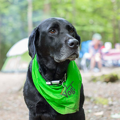 a friendly dog in a park