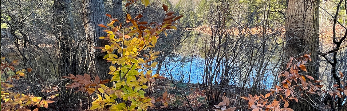 fall at pisgah state park fullum pond