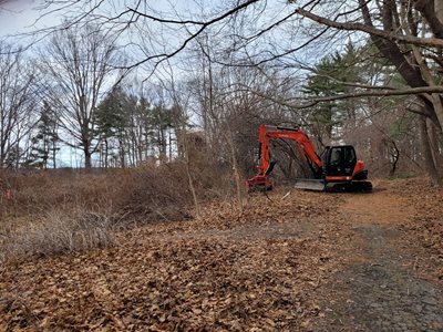 Crane in forest