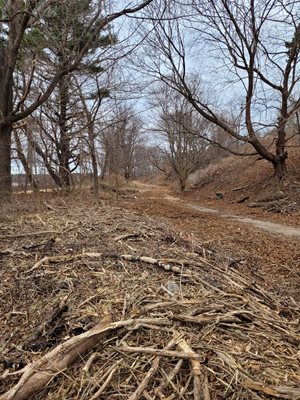 Piles of sticks in woods with trail