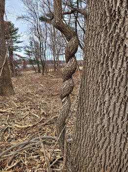 Twisted tree branch