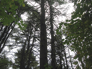 View of trees up into sky