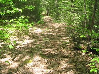 Trail in the woods