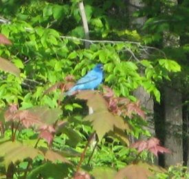Blue bird in tree