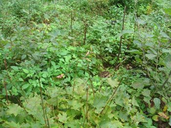 Blackberry bushes