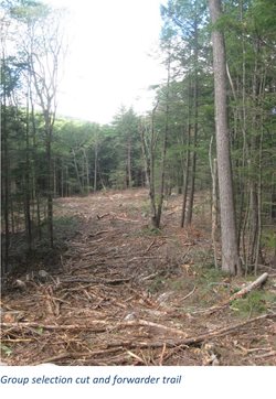 Trail in the woods