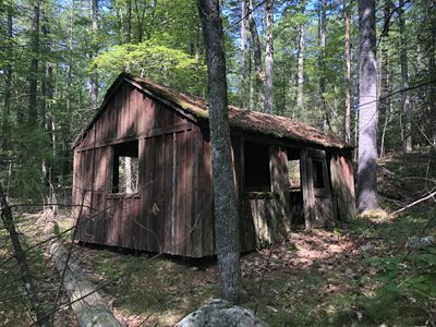 Cabin in the woods