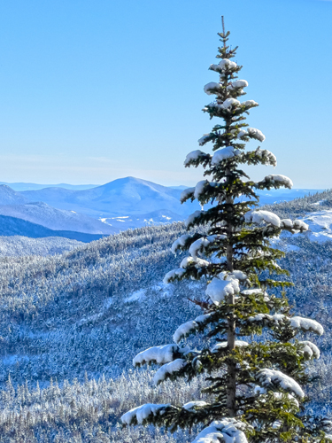 view of mt liberty from mt washington in winter with fir tree