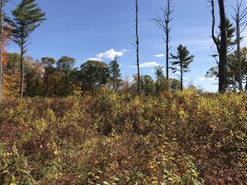 2- 3 years post timber harvest at bear brook state park