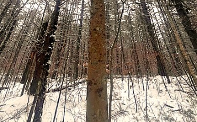 pre timber harvest at bear brook state park