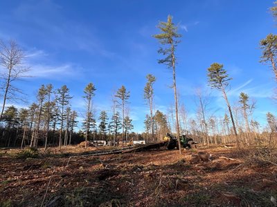 bear brook timber harvest showing timber thinned out
