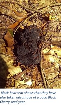 bear-scat-(1).jpg