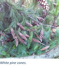 white-pine-cones-(1).jpg