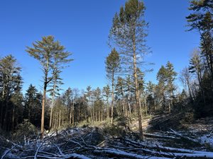 northwood_meadows_logging.JPG