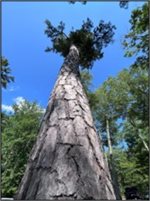 pitch_pine_white_lake_state_park.jpg