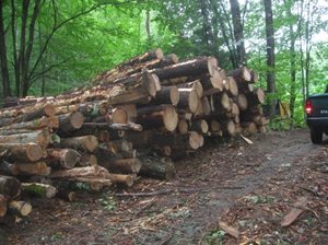 Pile of logs