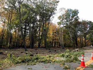 Stumps of cut down trees