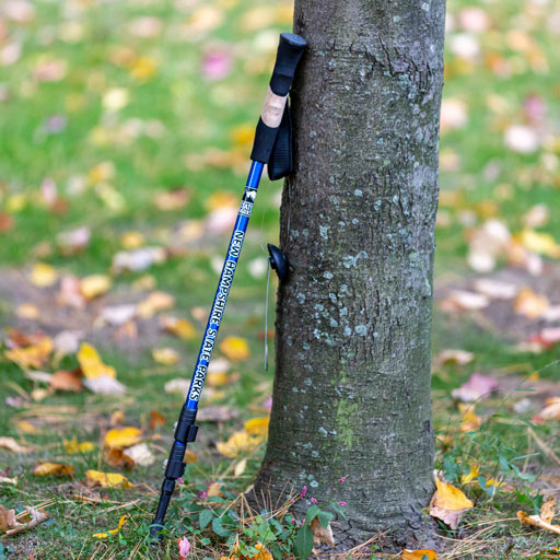 hiking pole leaning on tree