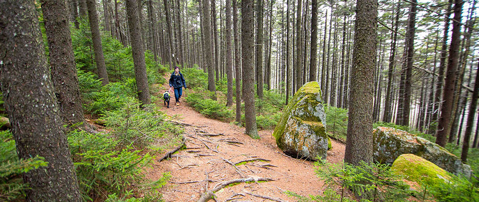 woman walking her dog through the woods