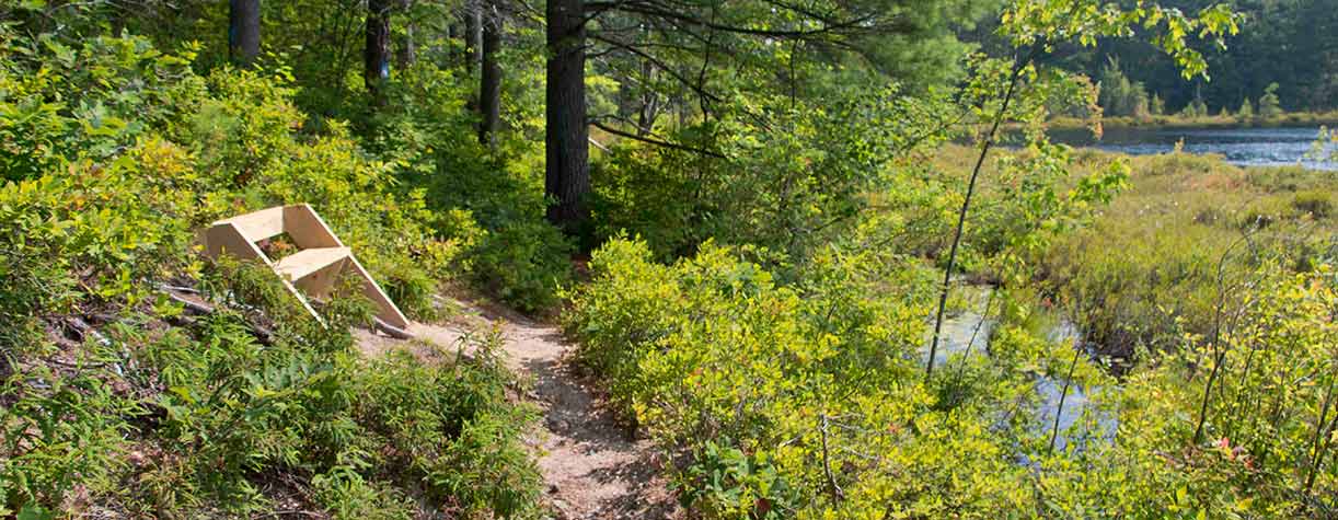 Trail near lake shore