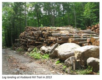 Pile of logs in woods