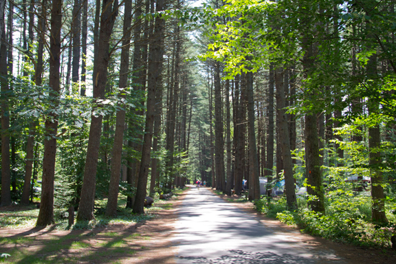 bear brook park forest